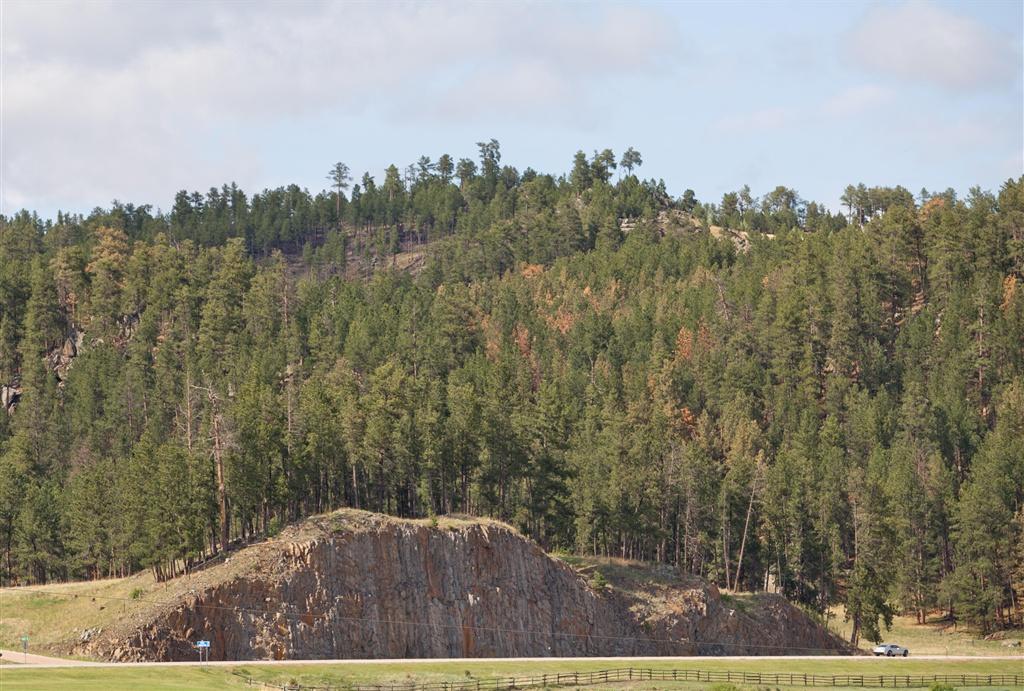 trees on a hill