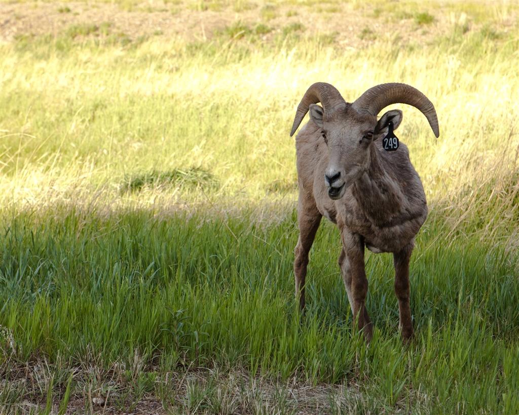 goat in a field