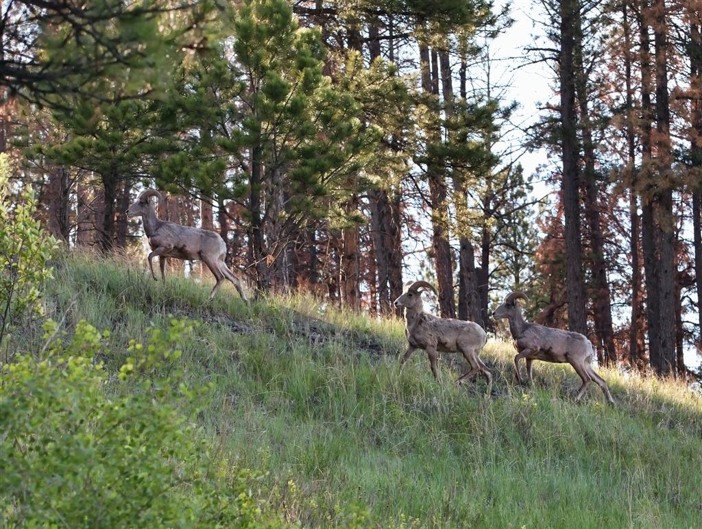 rams on a hill