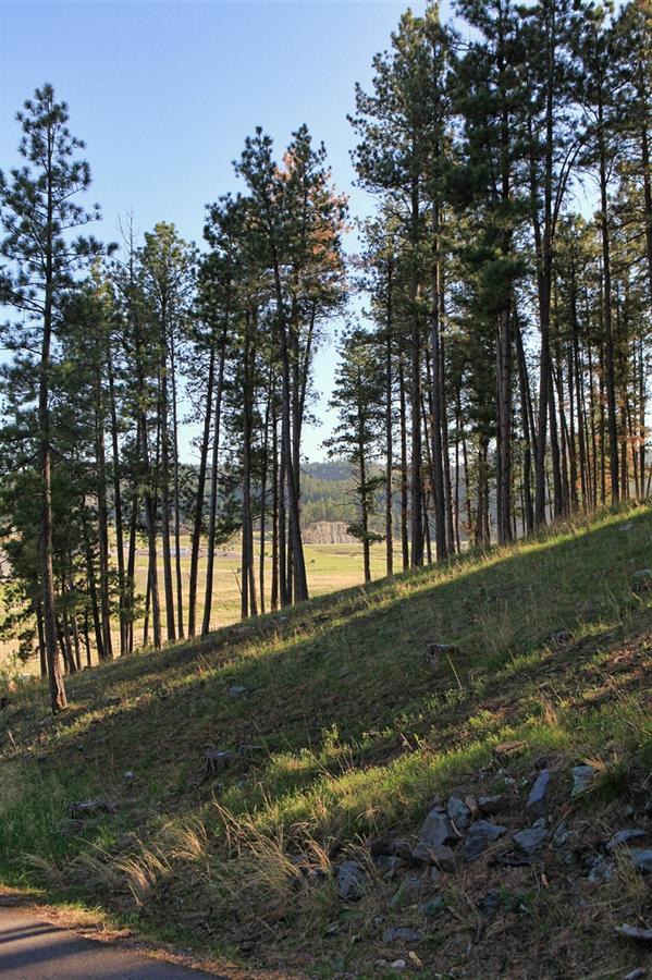 trees on a hill