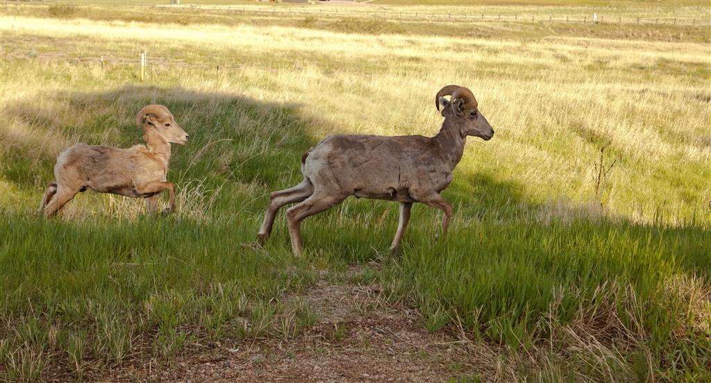 deer in a field